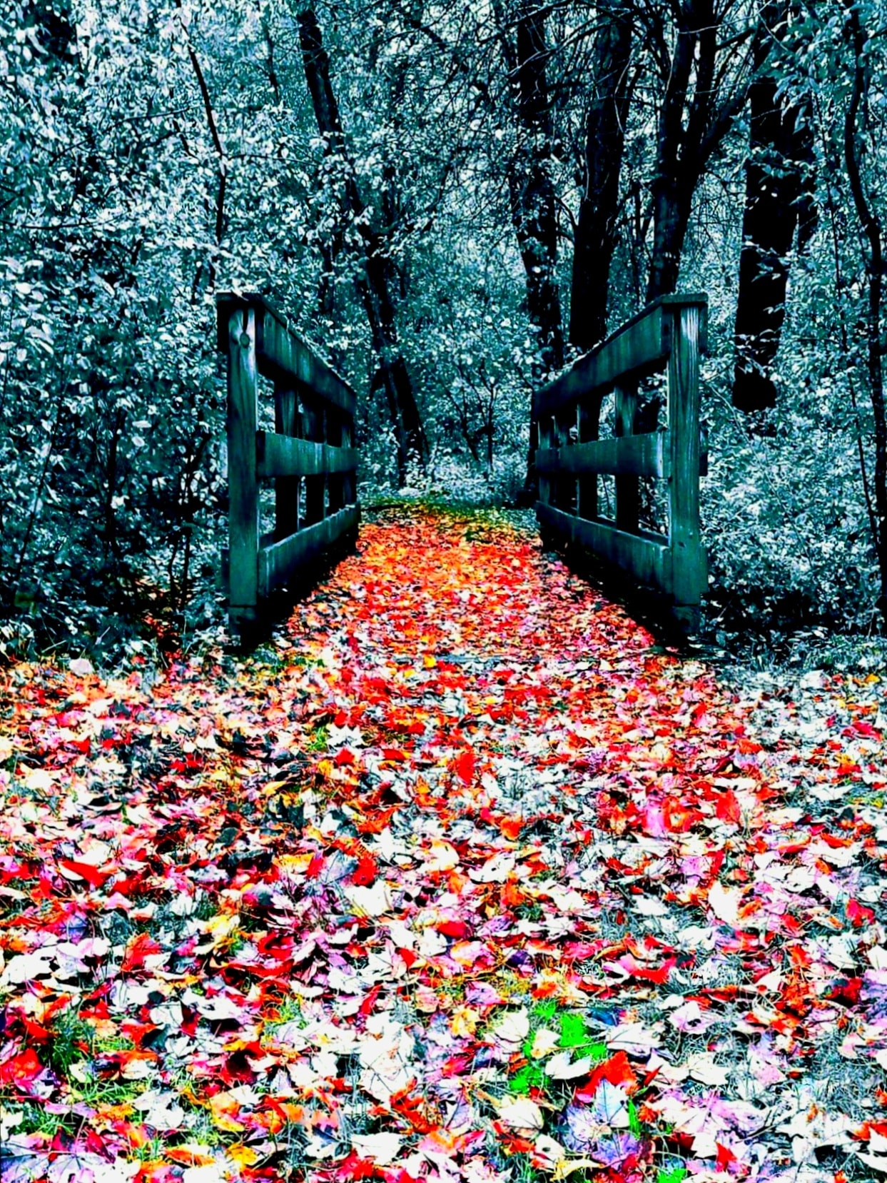 Autumn bridge surrounded by vibrant red and orange foliage